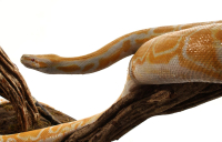 Opgezette Slangen Birmese Tijgerpythons